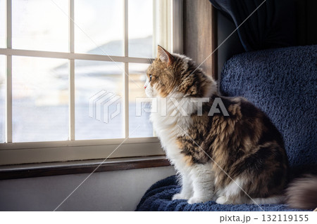 窓辺の猫-1 132119155