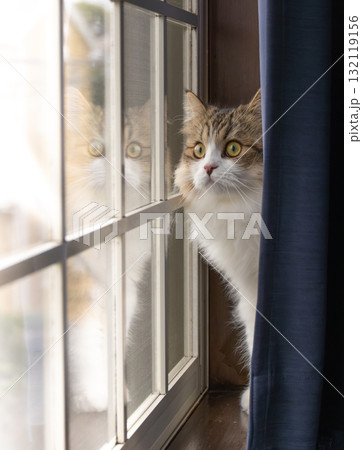窓辺の猫-2 132119156