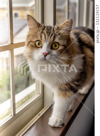 窓辺の猫-3 132119157