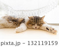 窓辺の猫-6 窓辺の猫-6 132119159