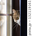 窓辺の猫-8 窓辺の猫-8 132119161