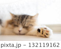 窓辺の猫-10 窓辺の猫-10 132119162