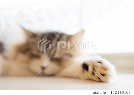 窓辺の猫-10 窓辺の猫-10 132119162