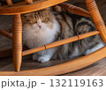 揺り椅子の下に隠れた猫 揺り椅子の下に隠れた猫 132119163