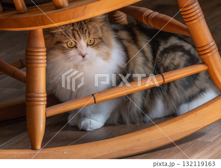 揺り椅子の下に隠れた猫 揺り椅子の下に隠れた猫 132119163
