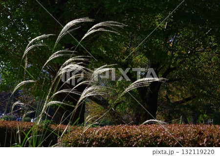 日本の秋を象徴する花 132119220
