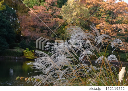 日本の秋を象徴する花 日本の秋を象徴する花 132119222