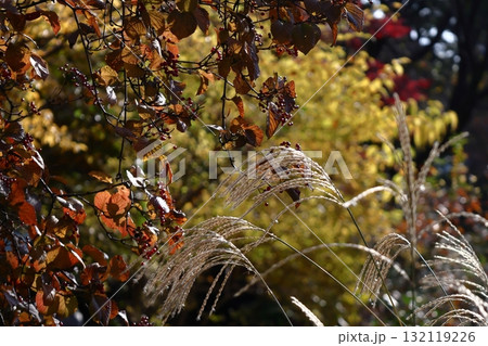 日本の秋を象徴する花 132119226
