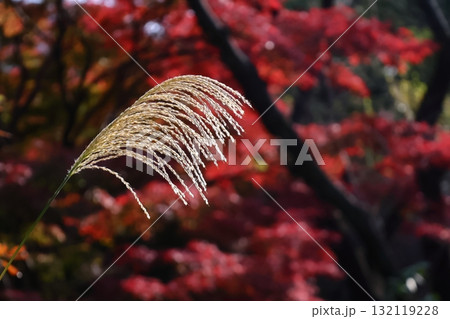 日本の秋を象徴する花 日本の秋を象徴する花 132119228