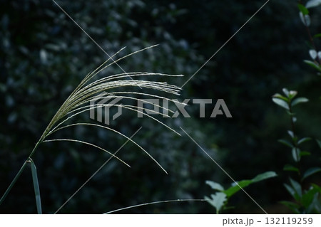 日本の秋を象徴する花 132119259