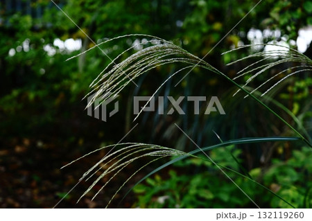 日本の秋を象徴する花 132119260