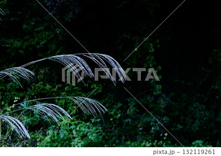 日本の秋を象徴する花 132119261