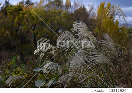 日本の秋を象徴する花 132119264