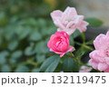 ピンクのバラ 132119475
