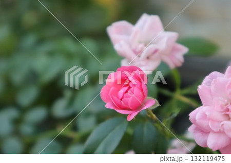 ピンクのバラ ピンクのバラ 132119475