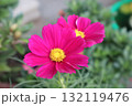 ピンクのコスモス 132119476