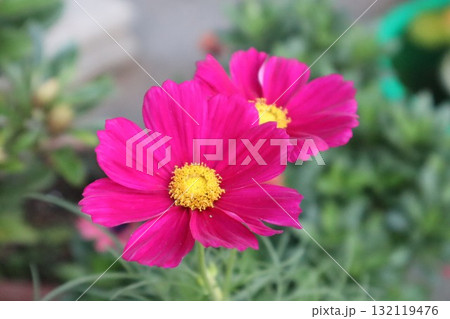 ピンクのコスモス 132119476