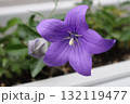 紫色の桔梗 132119477