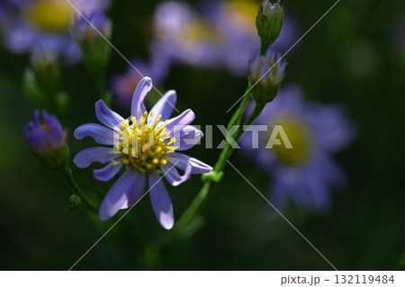 十五夜の時期に咲く薄紫の花 132119484