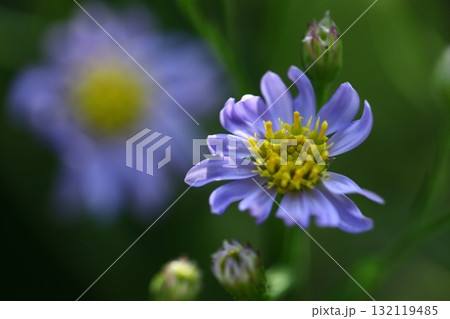 十五夜の時期に咲く薄紫の花 十五夜の時期に咲く薄紫の花 132119485