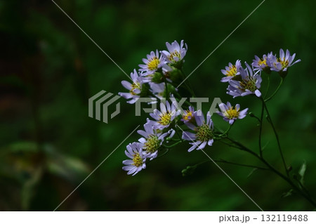 十五夜の時期に咲く薄紫の花 132119488