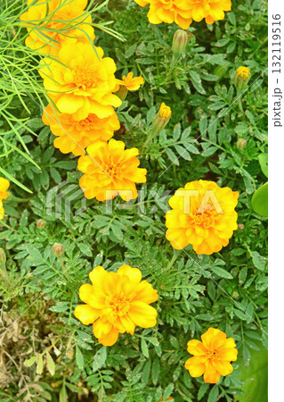 植物:マリーゴールド キク科 植物:マリーゴールド キク科 132119516