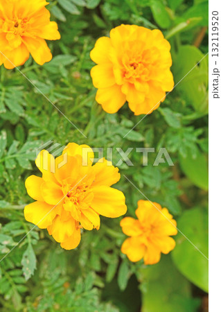 植物：マリーゴールド　キク科 132119520
