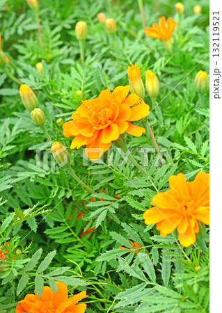 植物:マリーゴールド キク科 植物:マリーゴールド キク科 132119521