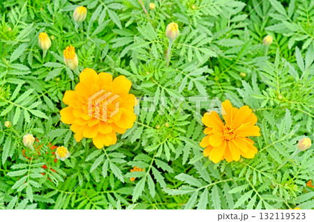 植物：マリーゴールド　キク科 132119523
