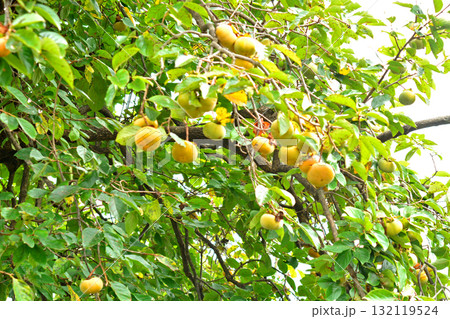 樹木:カキノキ カキノキ科 樹木:カキノキ カキノキ科 132119524