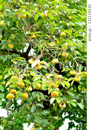 樹木：カキノキ　カキノキ科 132119526