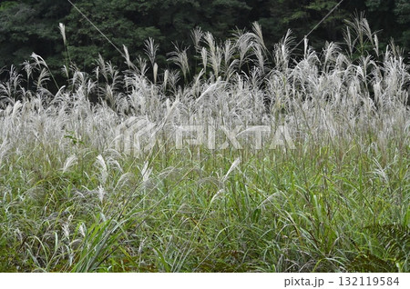 ススキが揺れる秋の風景 132119584