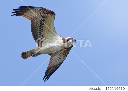 まだ暑い秋、口を開けて飛ぶミサゴ 132119610