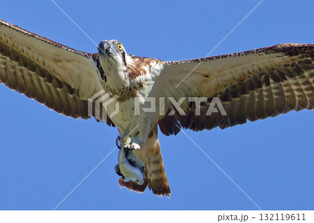 秋晴れに魚を運ぶミサゴ 132119611