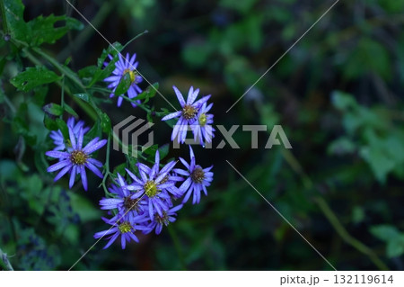 十五夜の時期に咲く薄紫の花 132119614