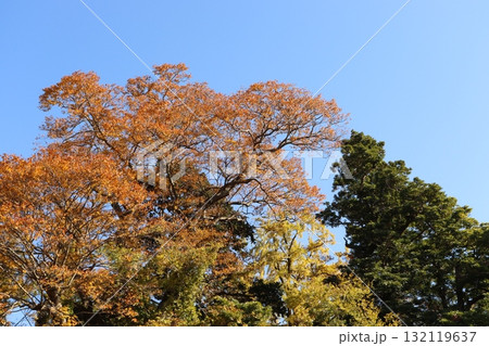 石破茂総理が必勝祈願した八頭町和多理神社の社叢の紅葉と黄葉 石破茂総理が必勝祈願した八頭町和多理神社の社叢の紅葉と黄葉 132119637
