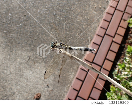 シオカラトンボ オス シオカラトンボ オス 132119809