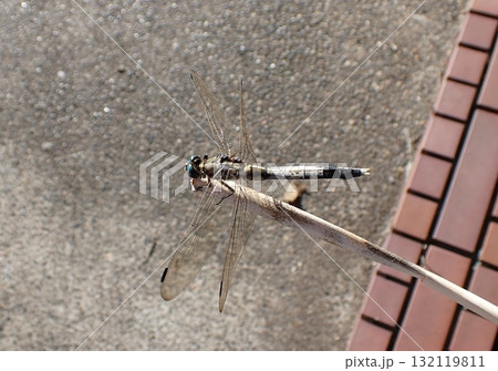 シオカラトンボ　オス 132119811