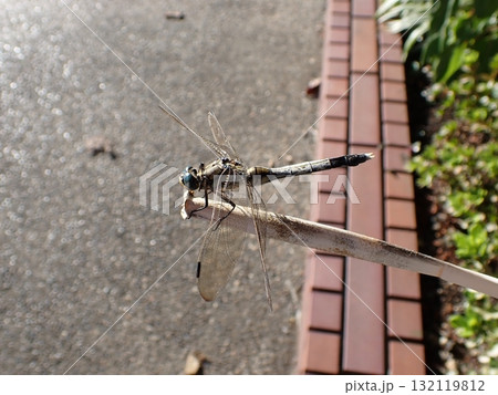 シオカラトンボ　オス 132119812