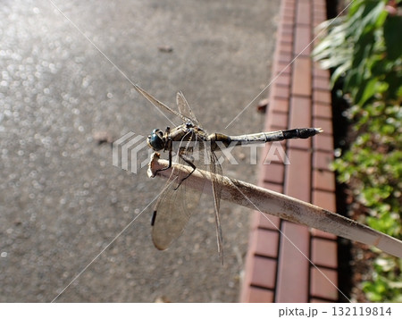 シオカラトンボ オス シオカラトンボ オス 132119814
