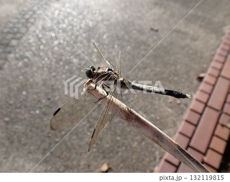 シオカラトンボ オス シオカラトンボ オス 132119815