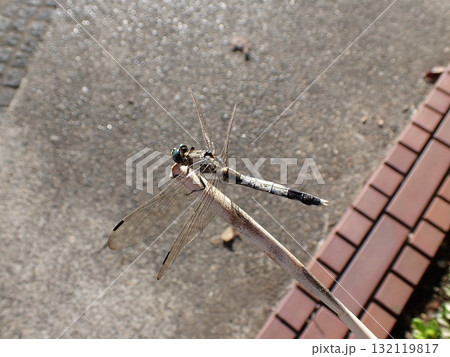 シオカラトンボ オス シオカラトンボ オス 132119817