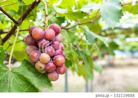 クイーンニーナのぶどう狩り　秋の味覚　宮城県仙台市 132119888