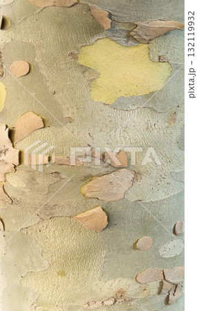 View of the old tree trunk. Wood texture. Tree background. Forest moss background. Natural wood texture. Tree trunk in a forest closeup. 132119932