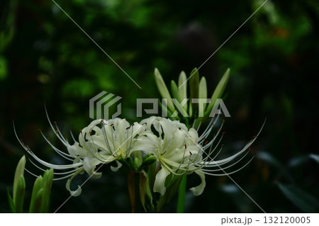 情熱の花 132120005