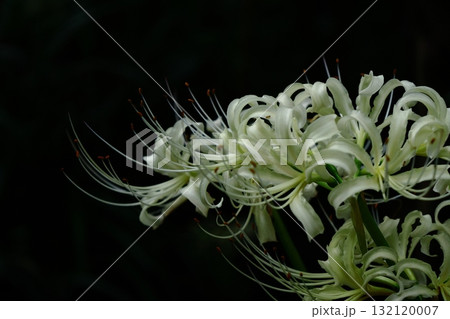 情熱の花 情熱の花 132120007