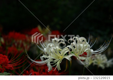 情熱の花 情熱の花 132120015