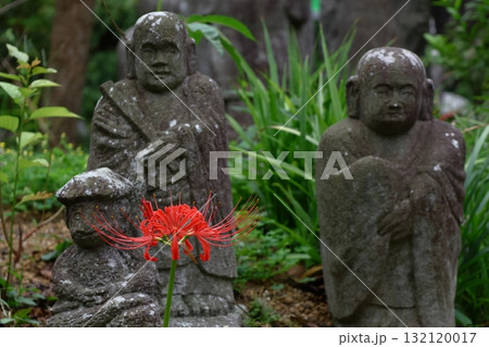 情熱の花 132120017