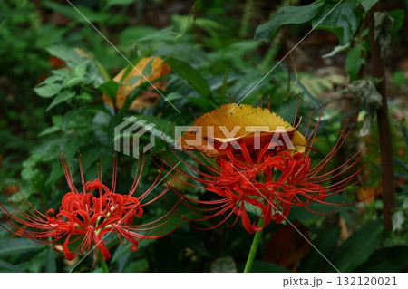 情熱の花 132120021