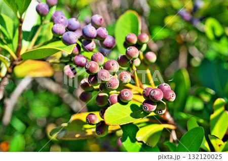 晴れの日のシャリンバイの実(秋、十月) 晴れの日のシャリンバイの実(秋、十月) 132120025